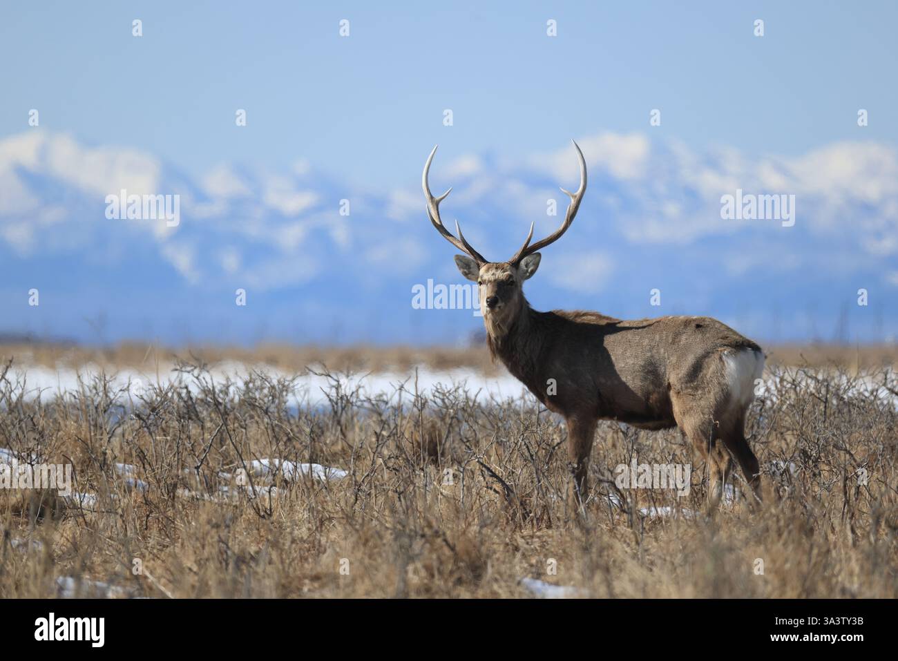 Hokkaido Sika Deer (Cervus nippon yesoensis) a Hokkaido, Giappone Foto Stock
