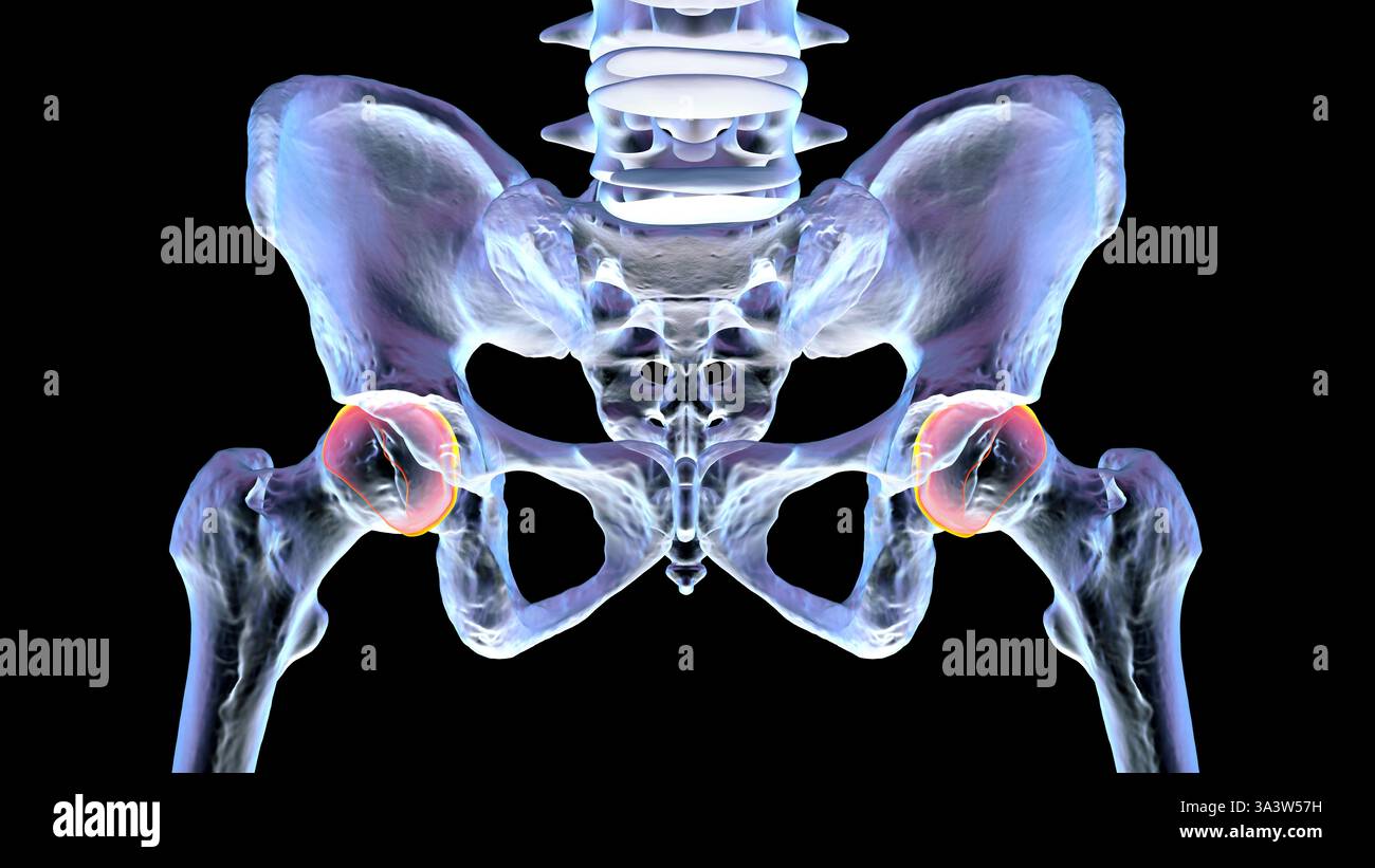 Illustrazione dell'anatomia delle ossa pelviche, che mostra la struttura di coxali, sacro, coccige, vertebre lombari e femori. Foto Stock