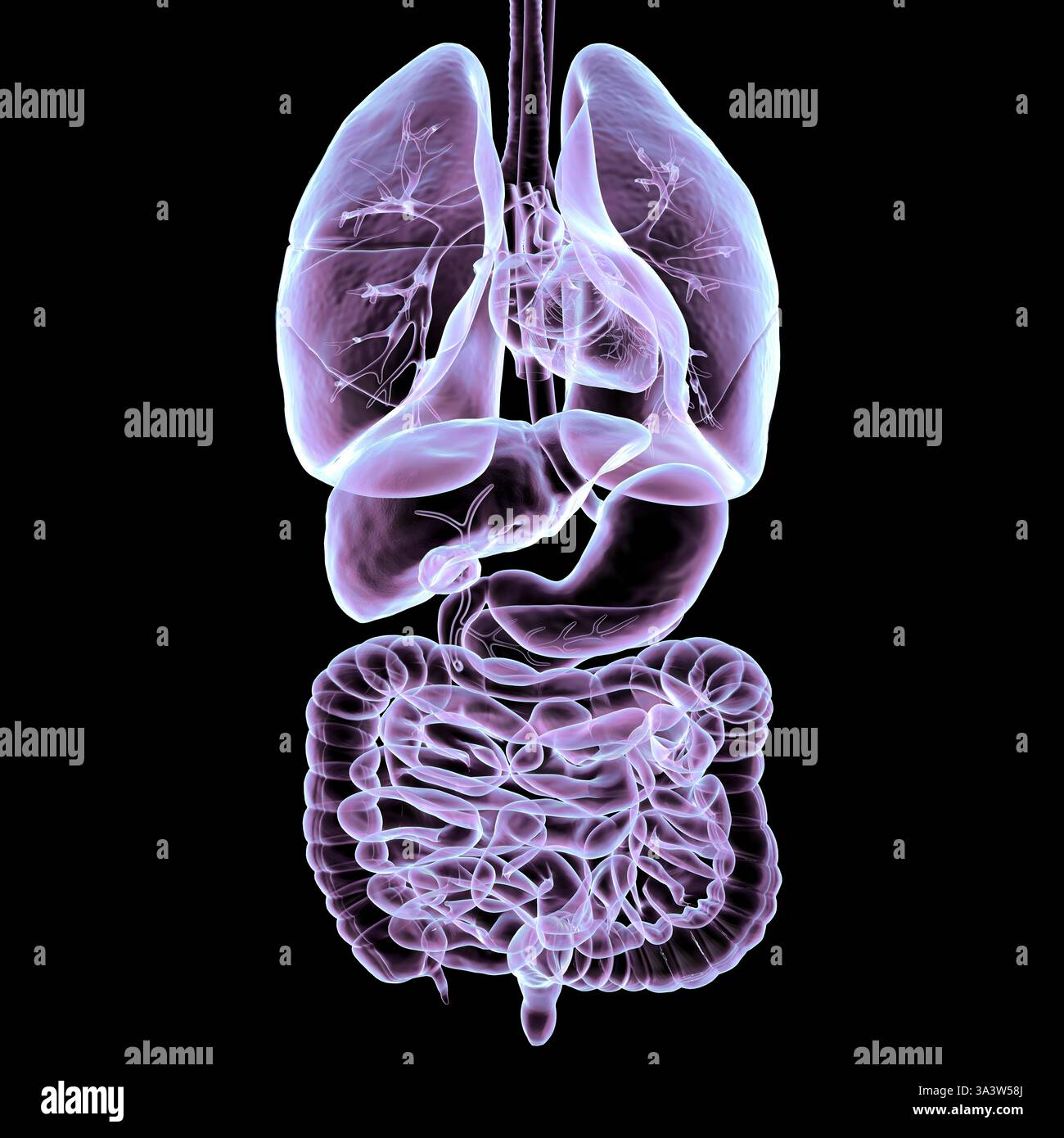 Illustrazione dell'anatomia umana del sistema respiratorio e digerente, che descrive in dettaglio la struttura degli organi coinvolti nella respirazione e nella digestione. Foto Stock