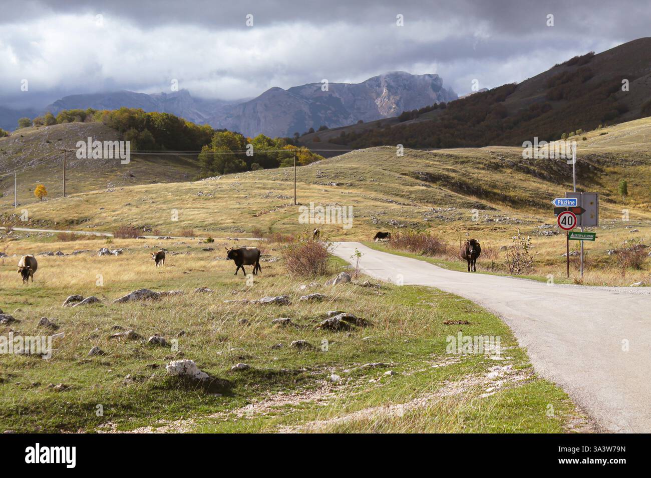 Una scena rurale nel Parco Nazionale di Durmitor, in Montenegro, con un'alta valle con mucche che tornano alla fattoria. Trsa. Foto Stock