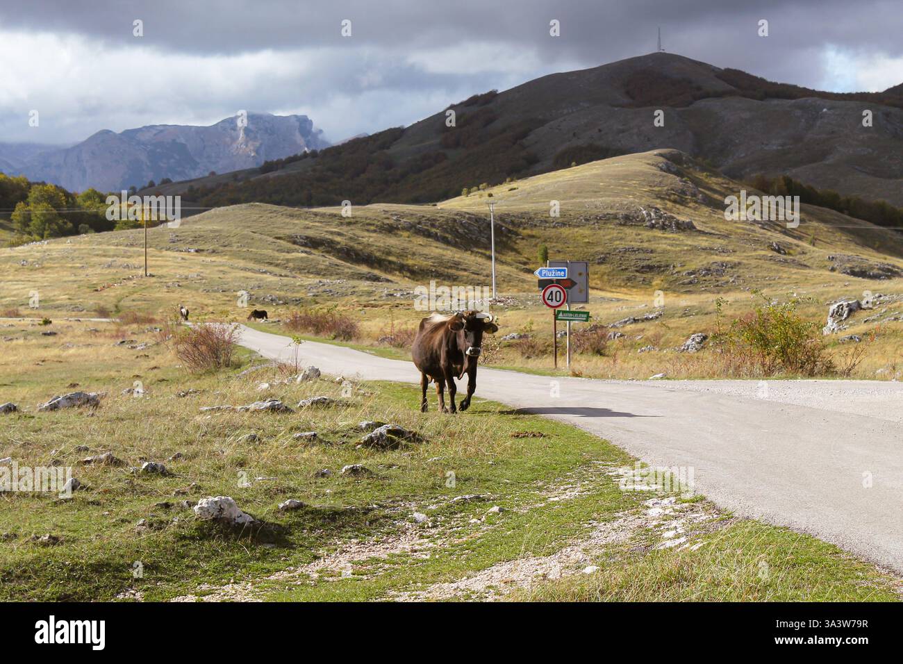 Una tranquilla scena rurale nel Parco Nazionale di Durmitor, in Montenegro, caratterizzata da un'alta valle con una mucca che va nella nostra direzione. Trsa. Foto Stock