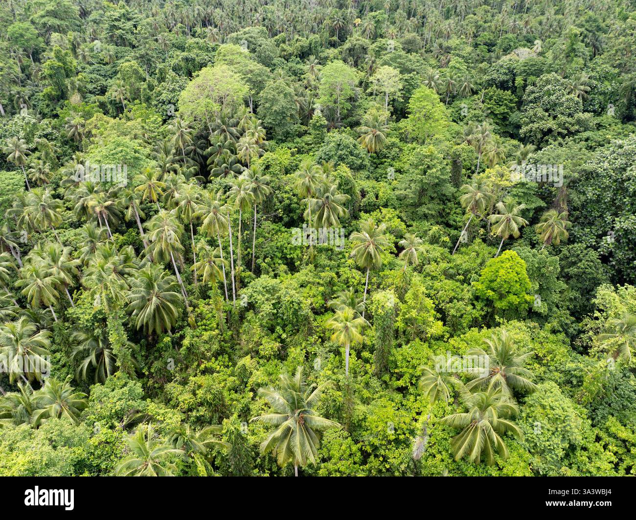 Una foresta pluviale biodiversificata prospera nelle isole Togian vicino a Sulawesi, Indonesia. Questa splendida zona è conosciuta soprattutto per i suoi siti per le immersioni. Foto Stock
