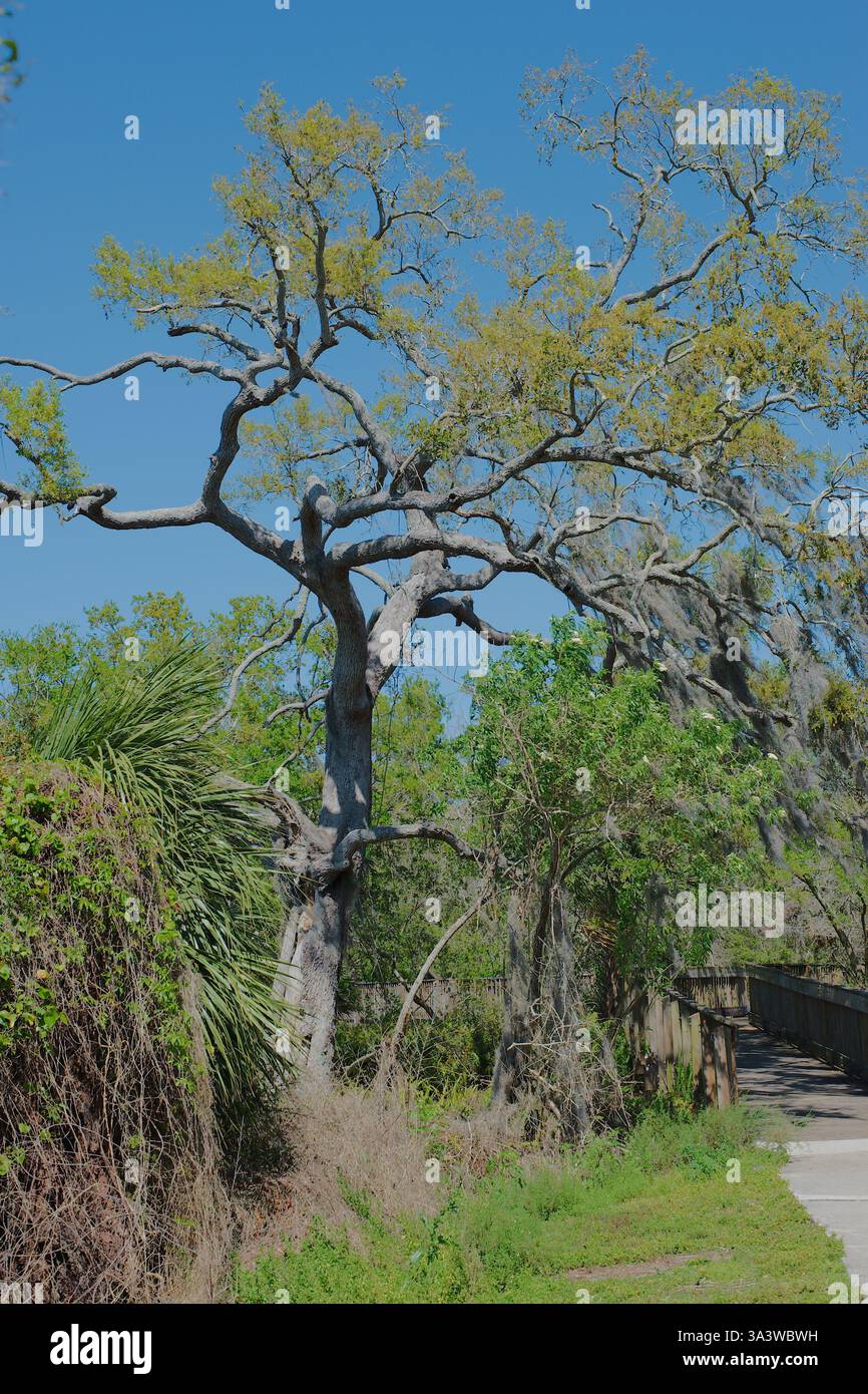 Eagle Lake Park largo, FL Landscape Leading line Oak Tree e sentiero con alberi, erba e cielo limpido. Schema di diramazione distinto. Erba verde A. Foto Stock