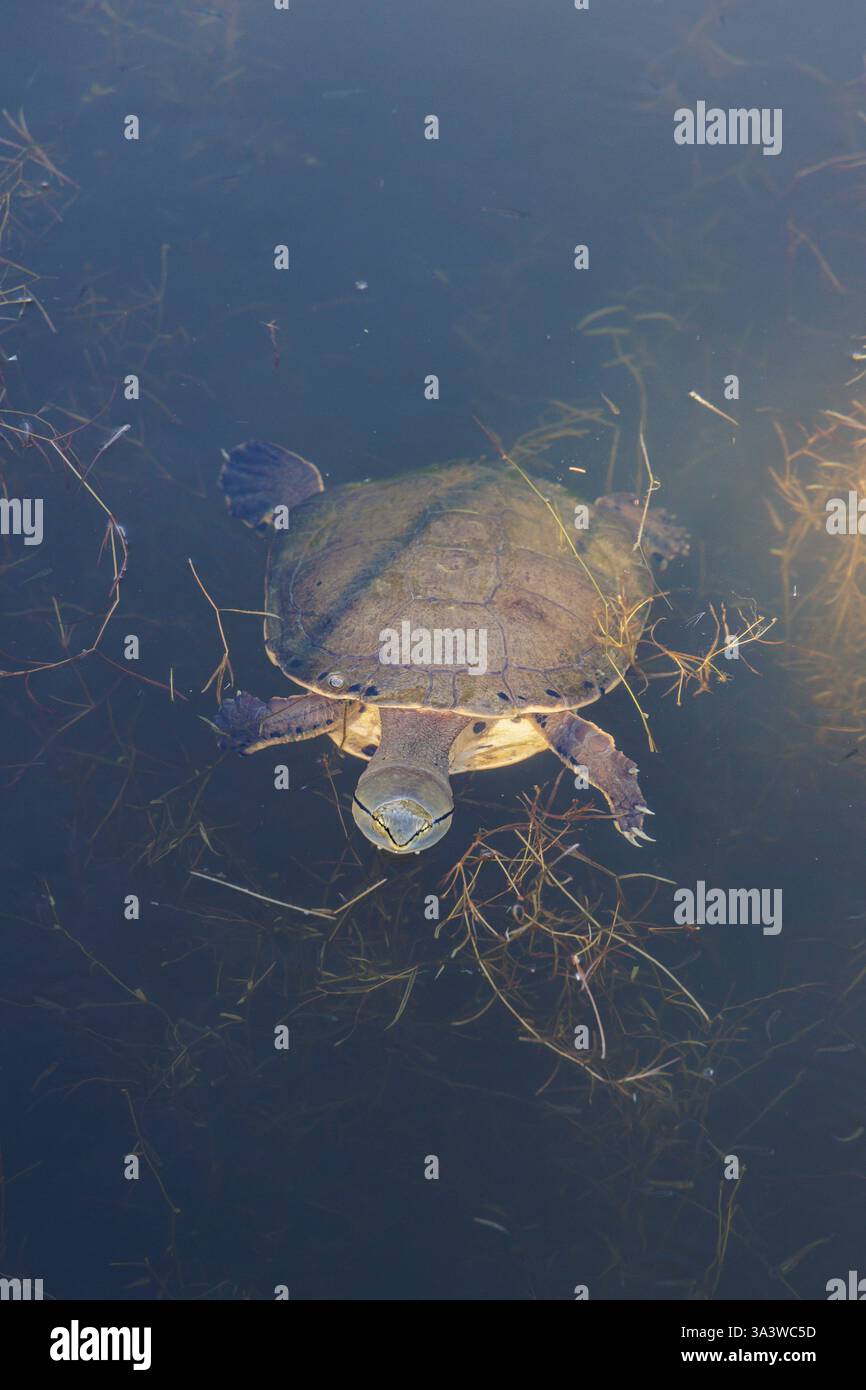 La tartaruga dal collo laterale di Hilaire (Phrynops hilarii) che nuota in una laguna. Foto Stock
