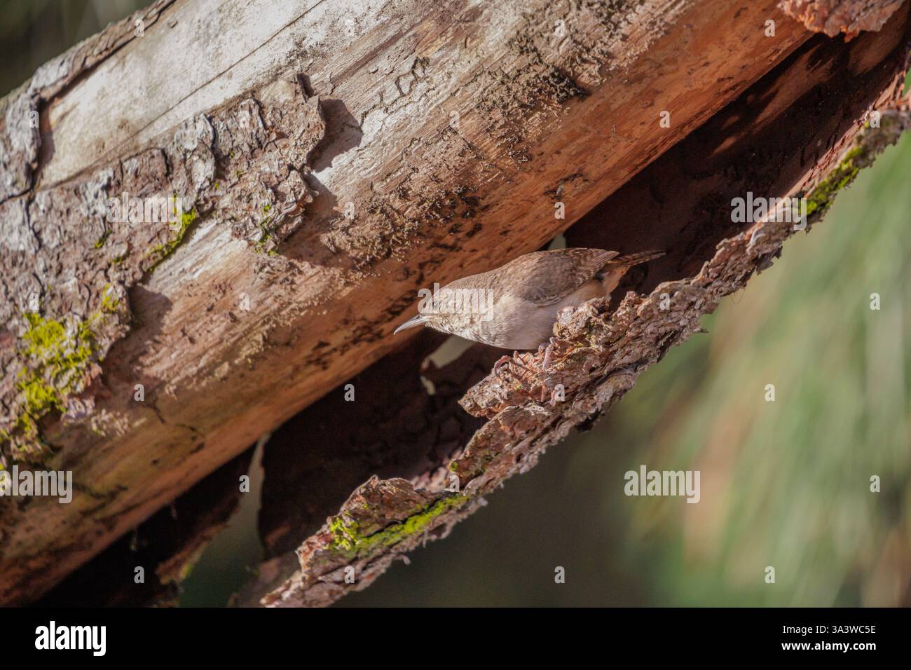 Casa Wren (Troglodytes aedon) tra la corteccia di un albero. Foto Stock