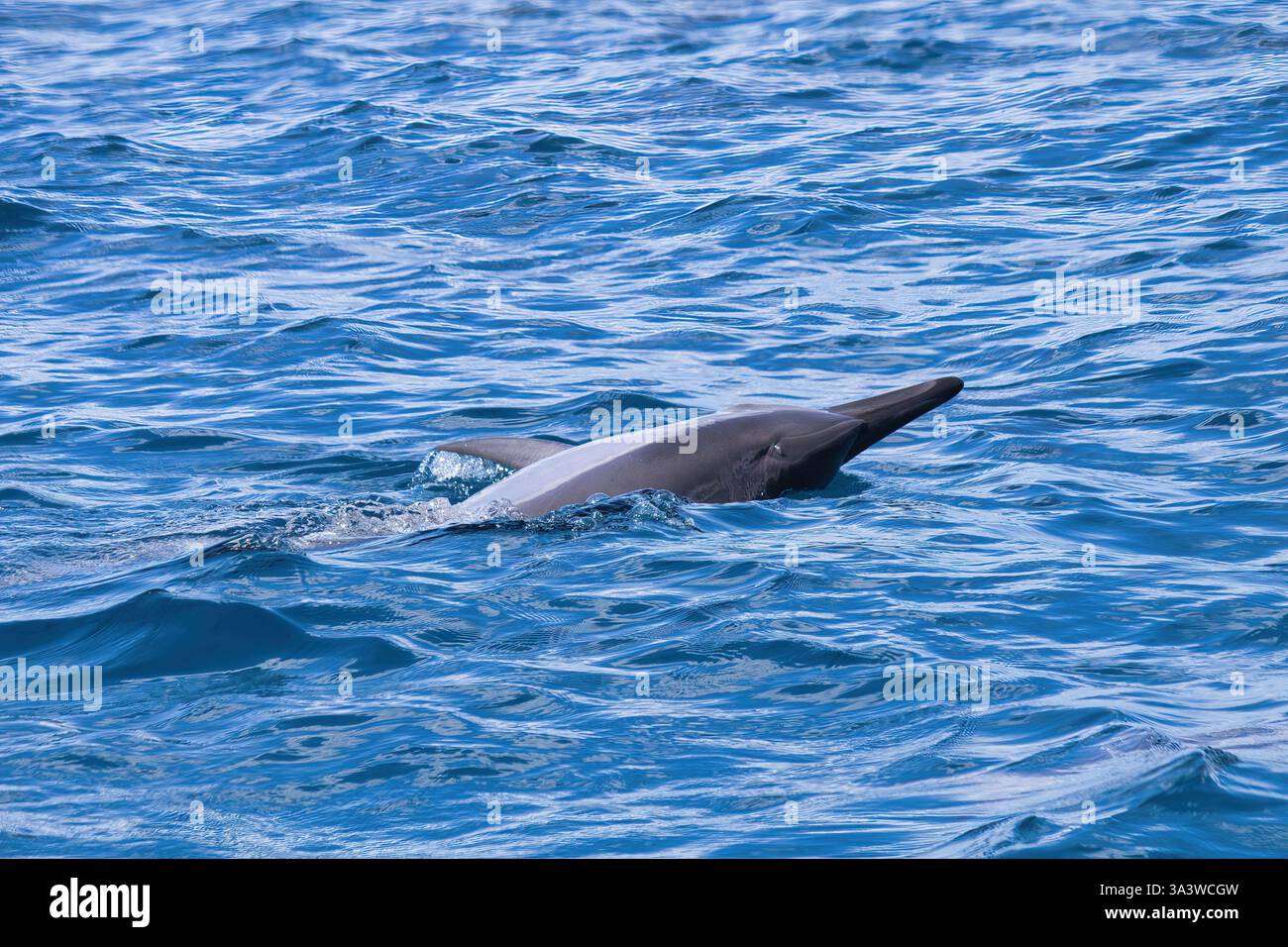 Giocosi delfini spinner che scortano una barca per l'avvistamento delle balene a maui. Foto Stock