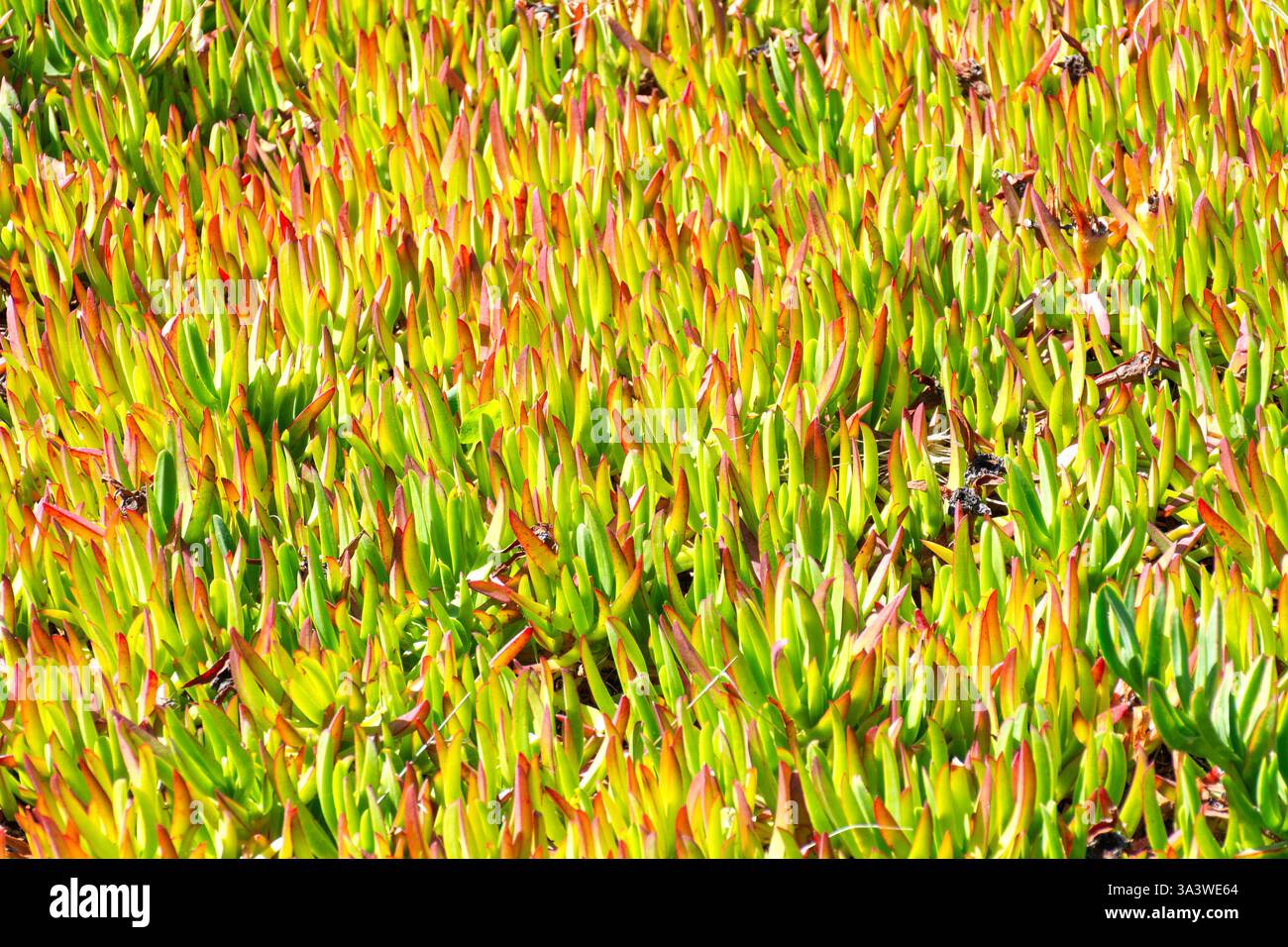 Impianto di produzione del ghiaccio (Carpobrotus edulis) sul litorale, New Brighton Beach, New Brighton, Christchurch (Ōtautahi), regione di Canterbury, isola del Sud, nuova Zelanda Foto Stock