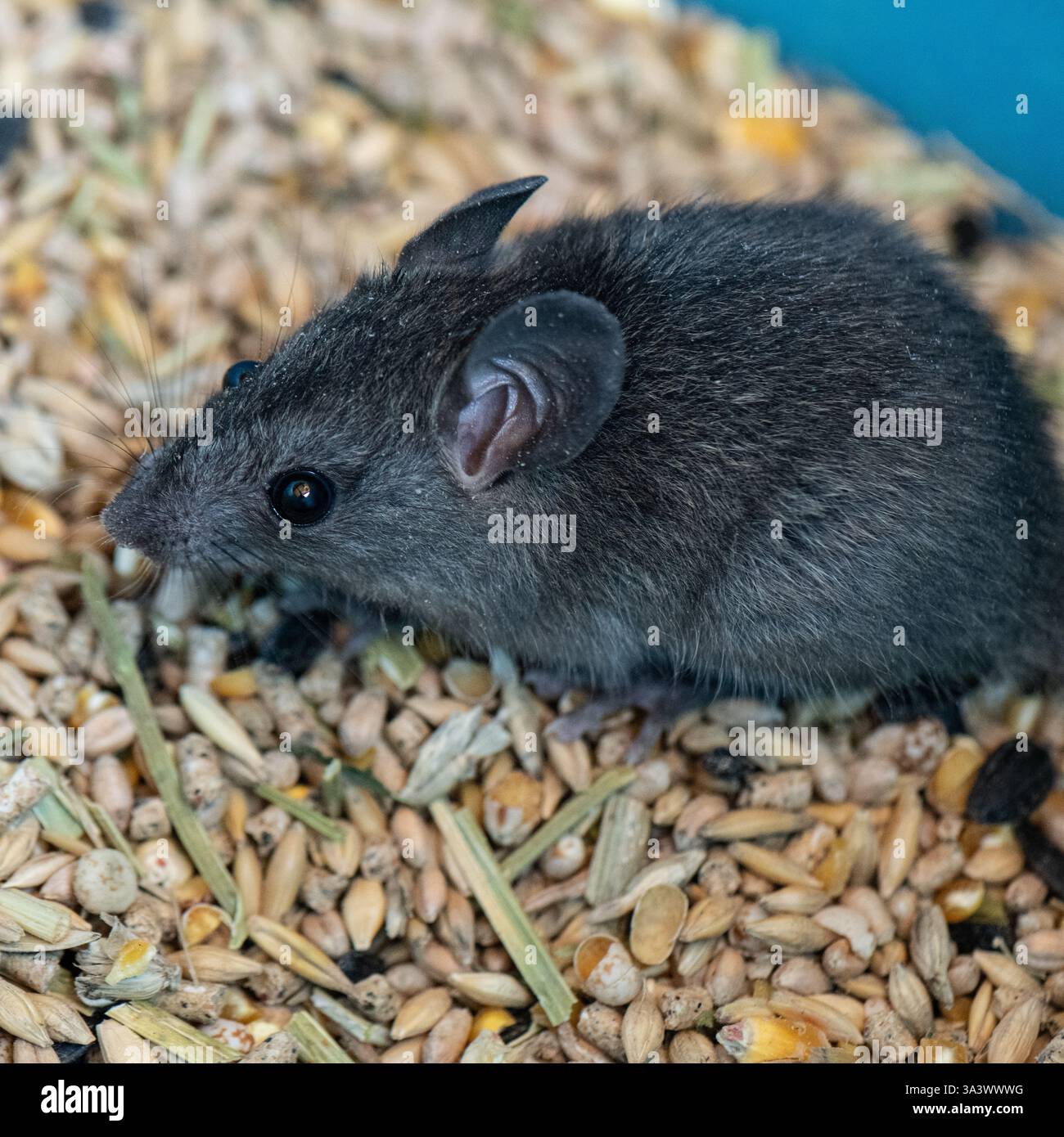 Ratto ungherese nel contenitore dei mangimi Foto Stock