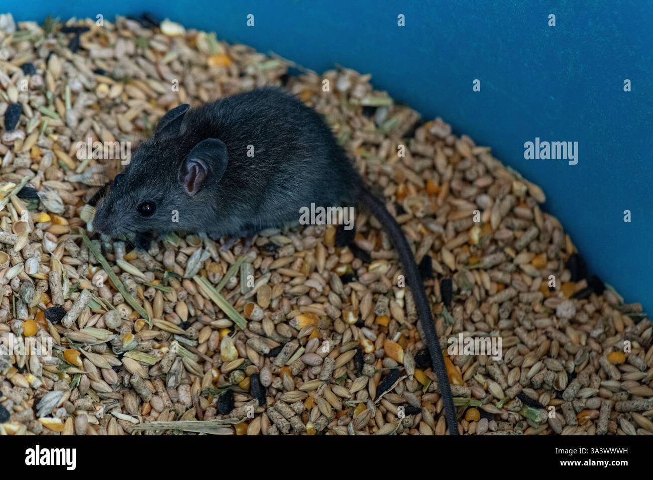 Ratto ungherese nel contenitore dei mangimi Foto Stock