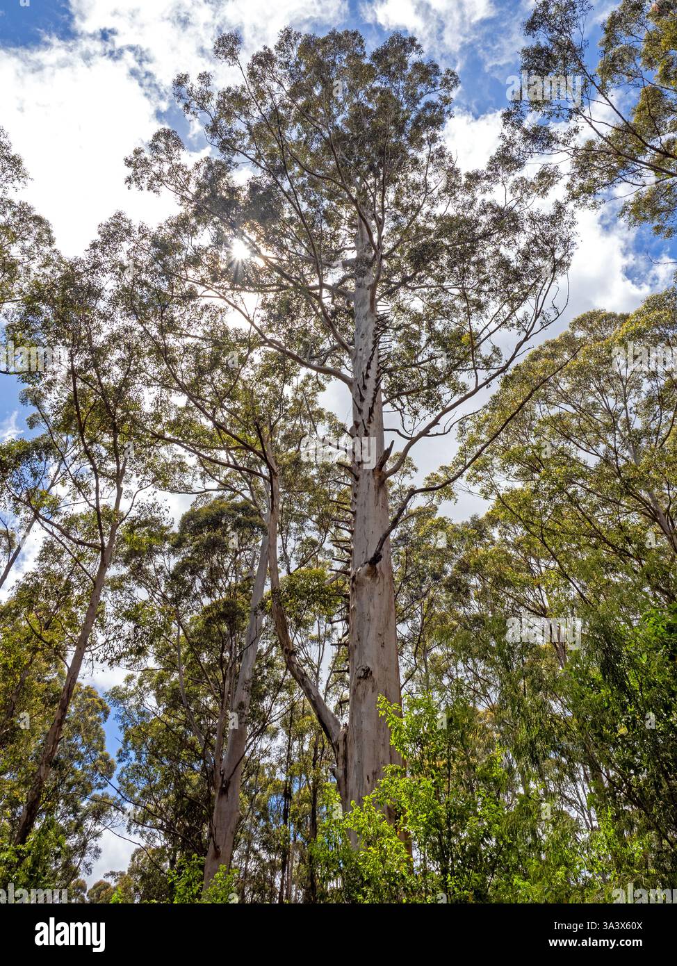 Il Boorara Tree, un ex albero di guardia antincendio fuori Northcliffe Foto Stock
