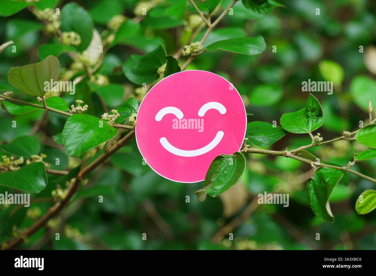 Smiley Face Sticker su foglie verdi, simboleggia la felicità, la positività, la natura, il benessere mentale, e un'atmosfera nuova Foto Stock