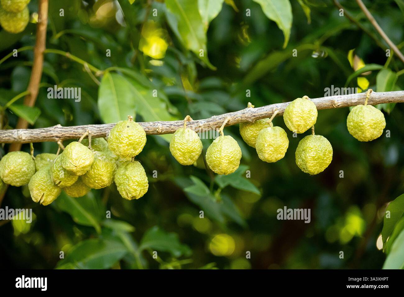 Pungiglione di piccoli frutti di Evodia, Evodia Muelleri, appesi direttamente ai rami. Piccolo albero nel giardino del Queensland. Fine estate. Foto Stock