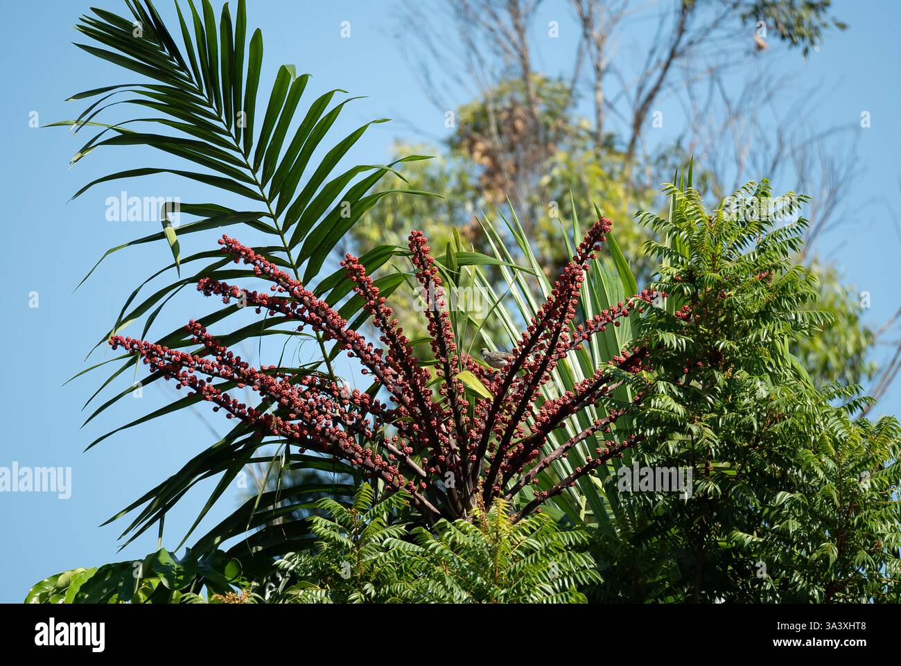Spruzzo di fiori rossi sulla cima di un albero di ombrello del Queensland, Schefflera actinophylla, a bordo strada, Gold Coast, Australia. Impianto invasivo senza restrizioni. Foto Stock