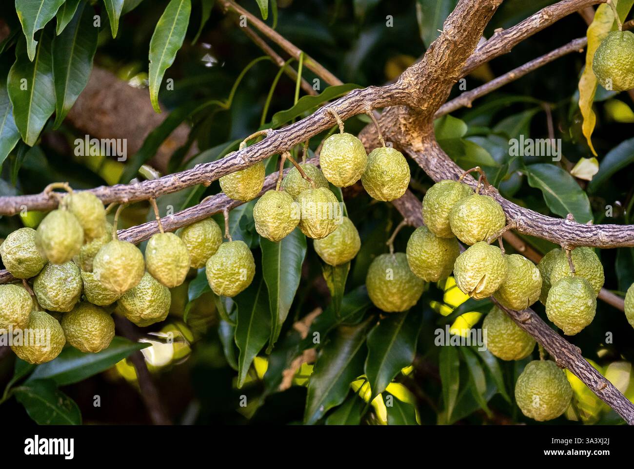 Pungiglione di piccoli frutti di Evodia, Evodia Muelleri, appesi direttamente ai rami. Piccolo albero nel giardino del Queensland. Fine estate. Foto Stock