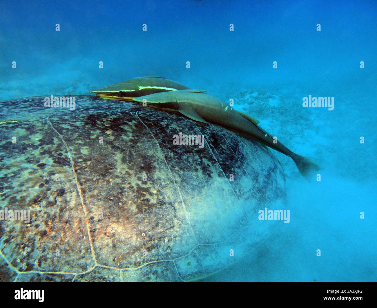Tartaruga marina verde con pesce succhietto bianco nel Mar Rosso vicino a Marsa Alam, Egitto Foto Stock