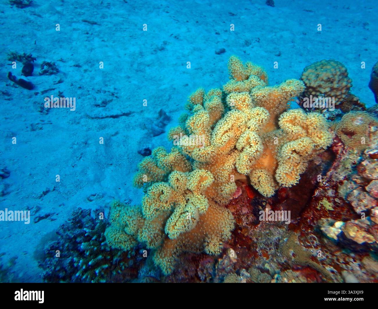 Pelle ruvida corallo, Fury Shoal, Mar Rosso, Egitto Foto Stock