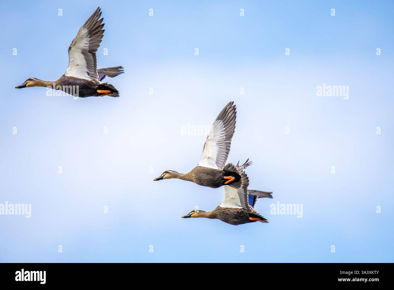 Eastern Spot-Billlled Duck in volo su un cielo blu e una nuvola bianca Foto Stock
