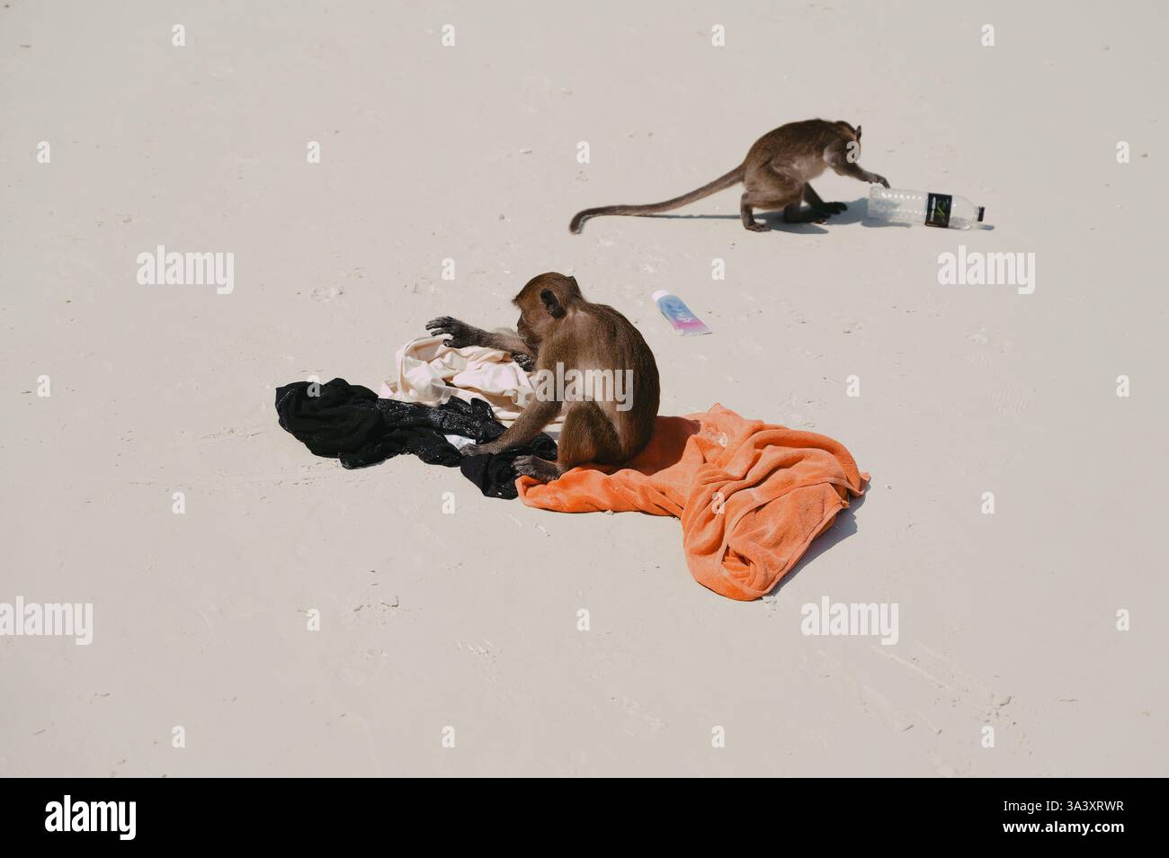 Due scimmie maliziose saccheggiano gli effetti personali di un turista sulle sabbie bianche del Parco delle scimmie di Dabizha Foto Stock