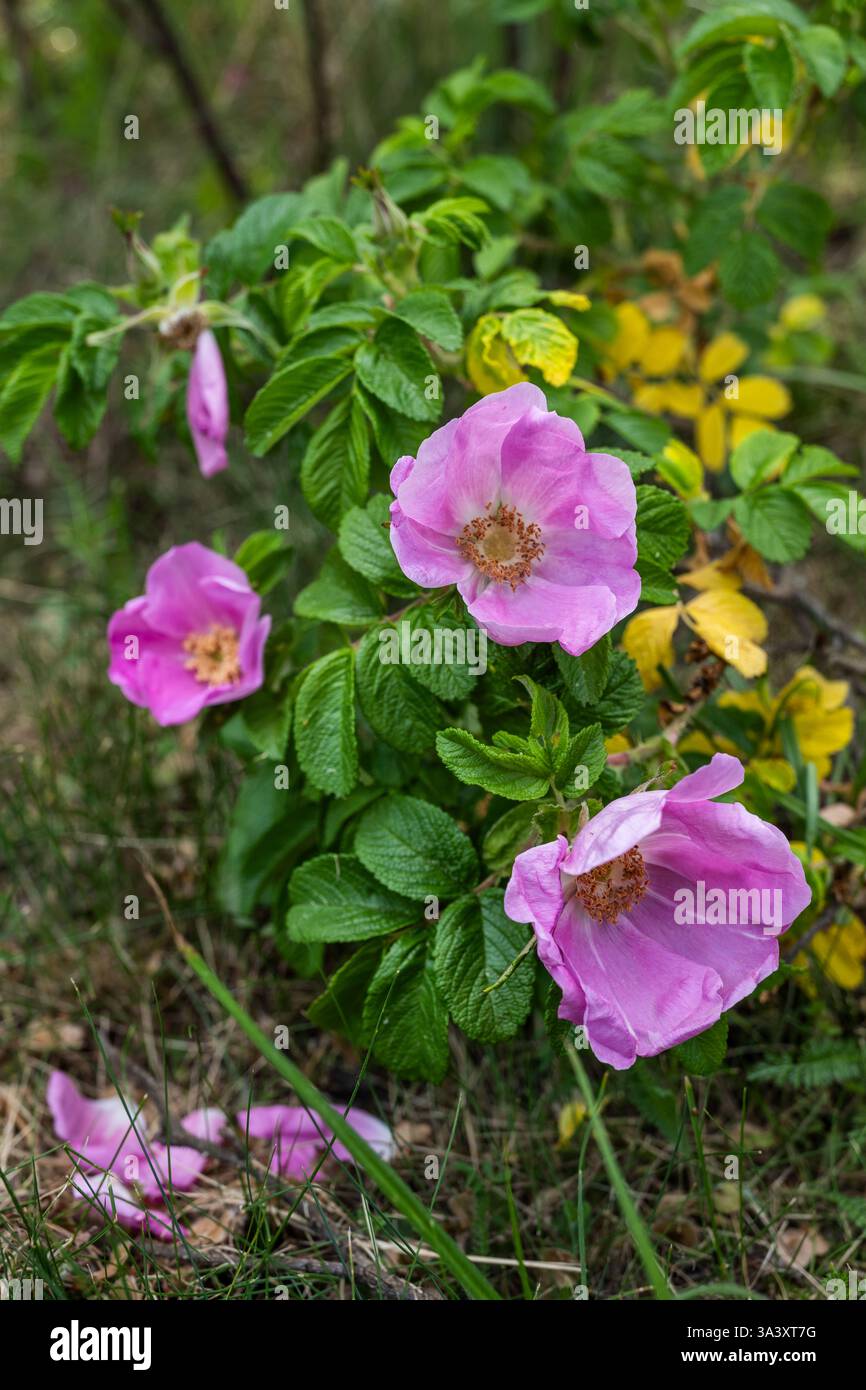 Rosa selvatica con fiori rosa in fiore in primavera, pianta perenne in fiore del genere Rosa nella famiglia delle Rosaceae. Foto Stock
