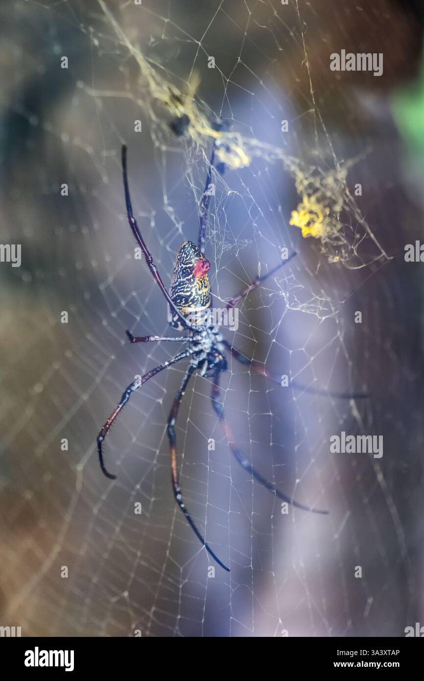 Trichonephila inaurata (Nephila inaurata), nome comune: Ragno a zampe d'oro-tessitore o nephila a zampa rossa, ragno della famiglia Nephilidae, na Foto Stock