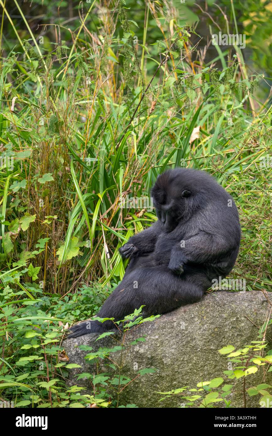 Il macaco crestato Celebes (Macaca nigra), altri nomi: Macaco nero crestato, macaco crestato Sulawesi, la scimmia nera, una scimmia del Vecchio mondo nella fa Foto Stock