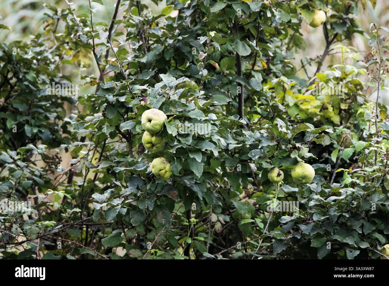 Quince (Cydonia oblonga) albero con frutta verde Foto Stock