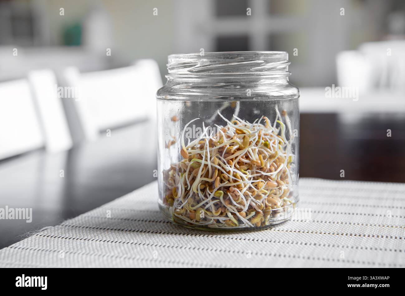 Fieno greco, germinazione dei semi di Trigonella foenum-graecum, germogli di coltivazione per il cibo in casa. I semi germinano nel vaso di vetro della cucina casalinga in primavera. Foto Stock