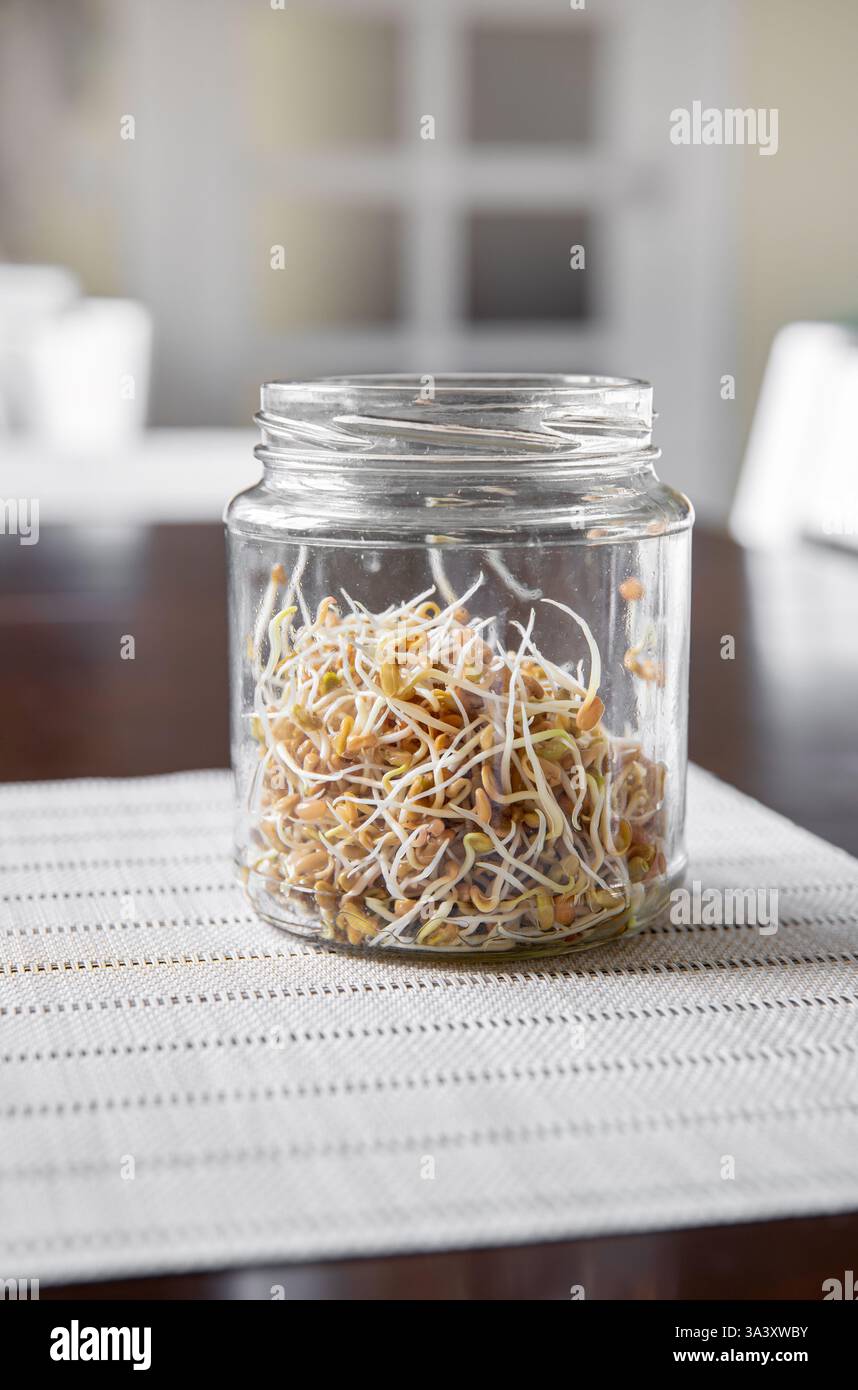 Fieno greco, germinazione dei semi di Trigonella foenum-graecum, germogli di coltivazione per il cibo in casa. I semi germinano nel vaso di vetro della cucina casalinga in primavera. Foto Stock