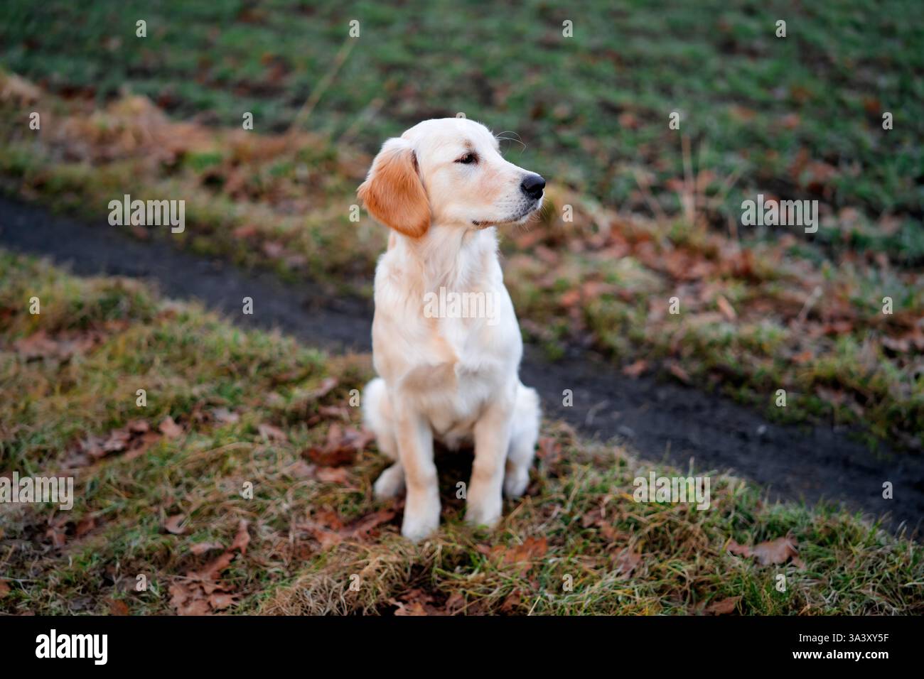 Il cucciolo Proud Golden Retriever si siede sull'erba. Foto Stock