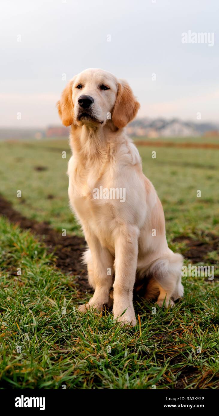 Il cucciolo Proud Golden Retriever si siede sull'erba. Bellissimo cane di razza pura all'aperto. Foto Stock