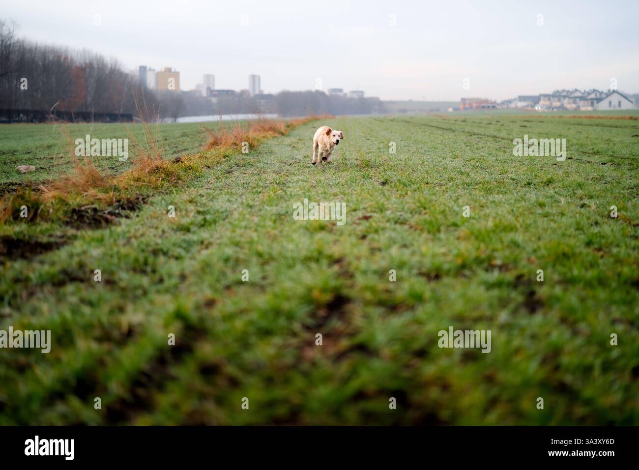 Veloce Golden retriever. cane da corsa fuori. Foto Stock