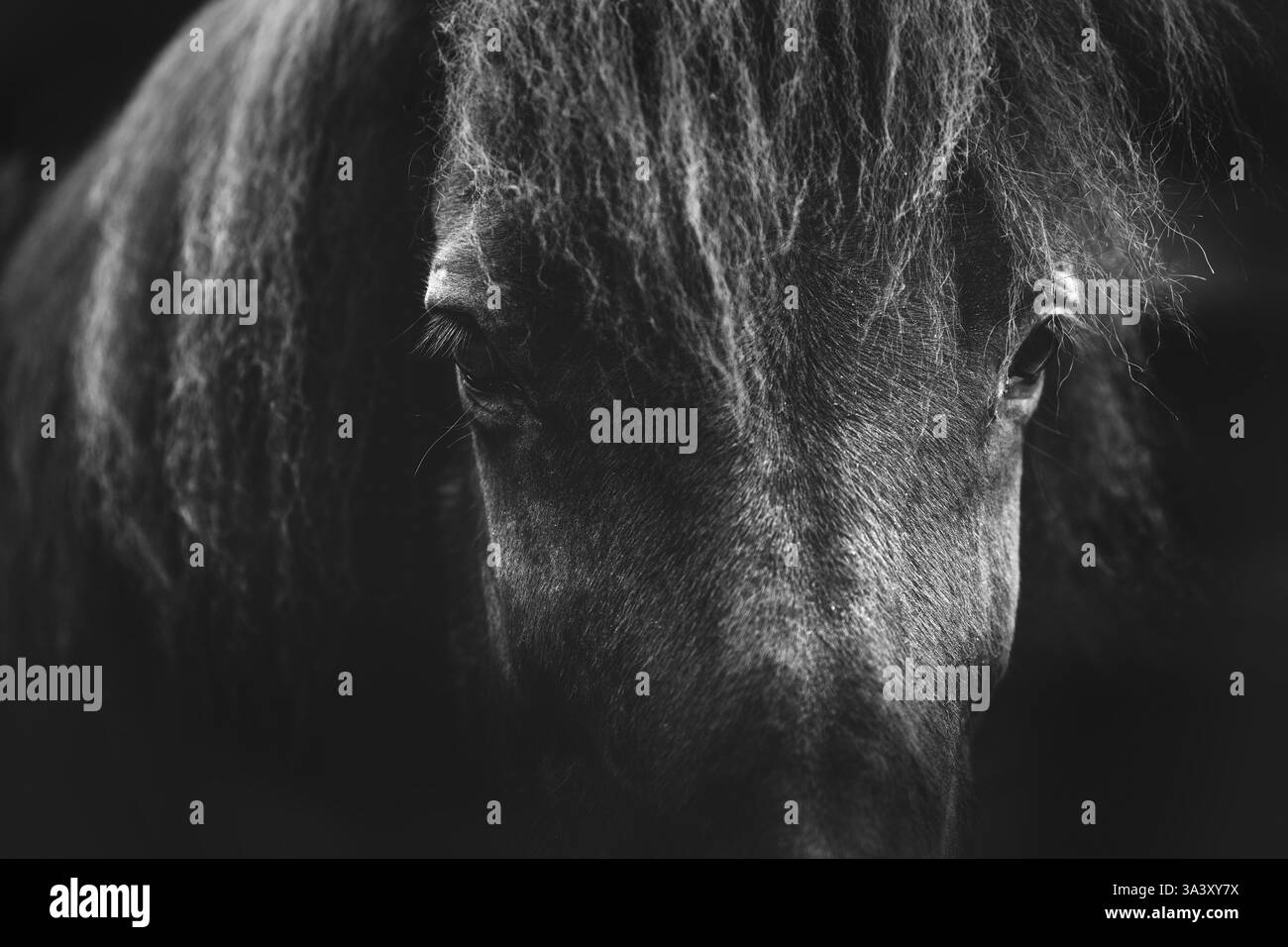 Cavallo islandese Foto Stock
