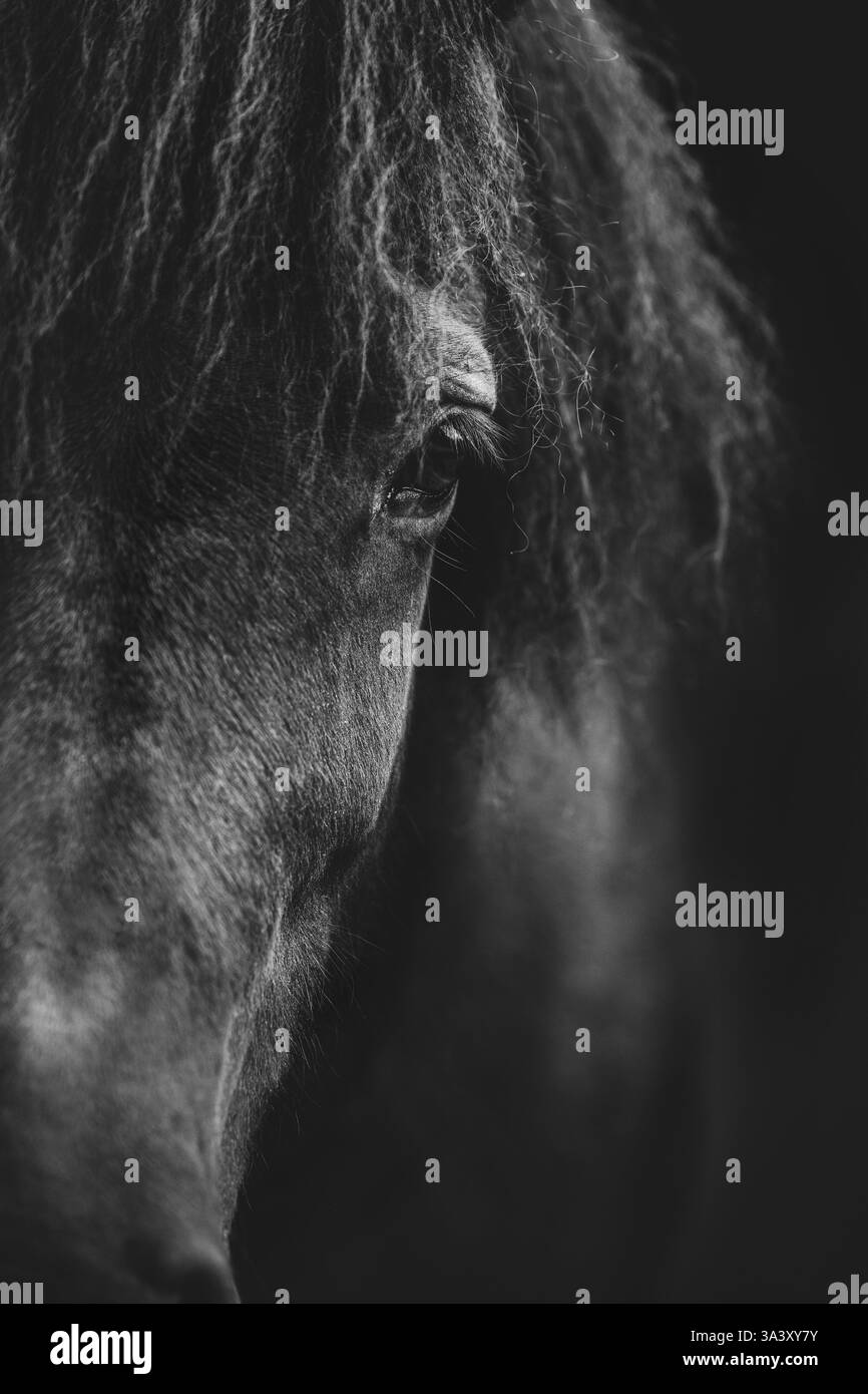 Cavallo islandese Foto Stock