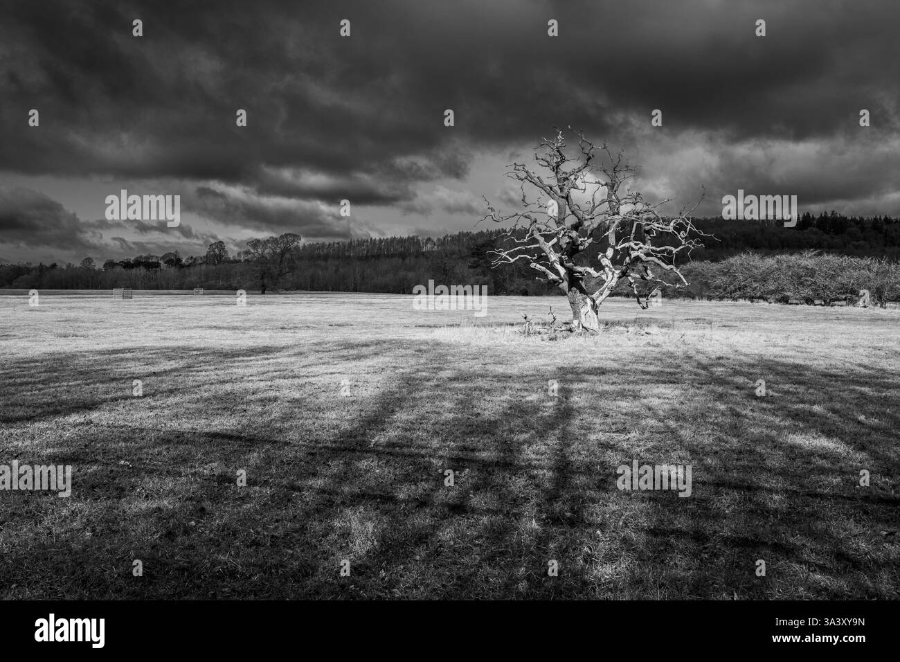 Quercia morta e in rovina situata in un parco di campagna. Foto Stock