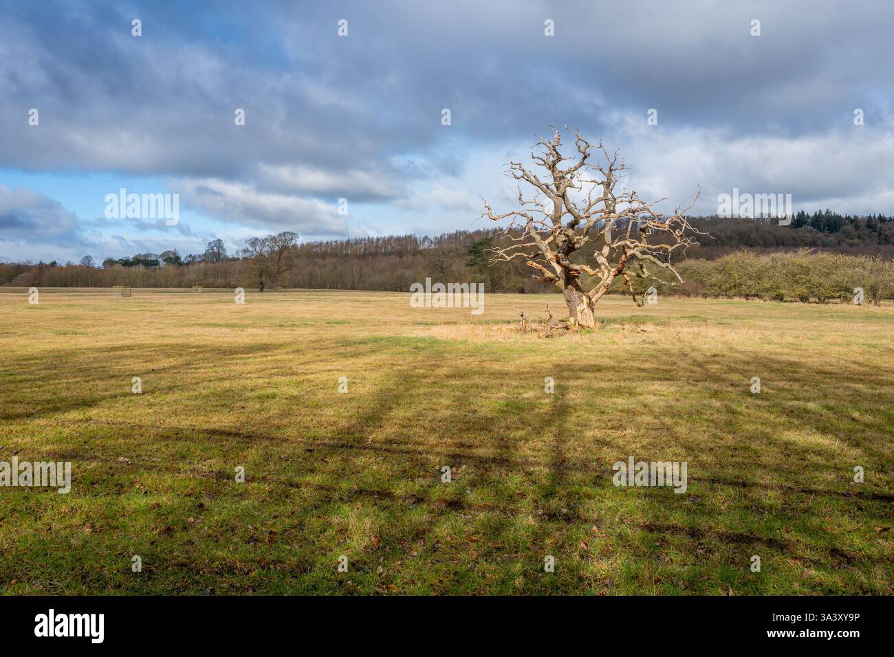 Quercia morta e in rovina situata in un parco di campagna. Foto Stock