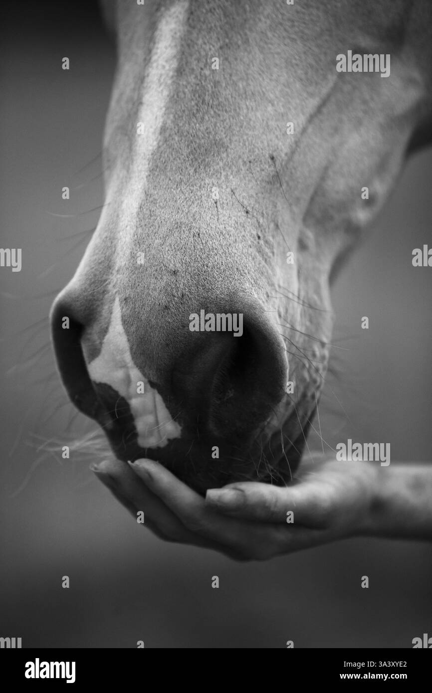 Warmblood Foto Stock