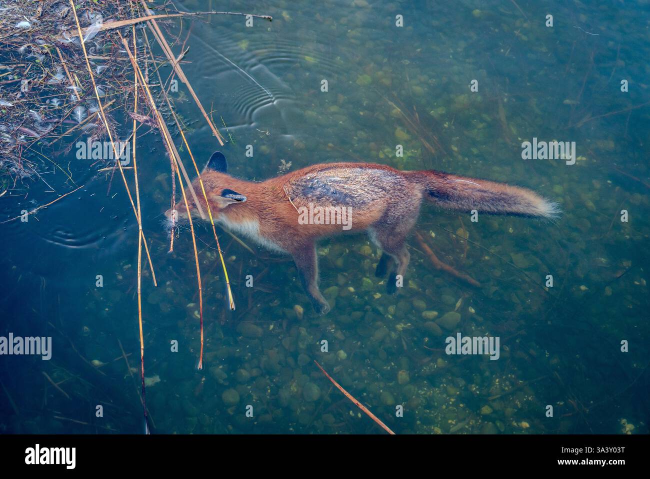 Il corpo morto di una piccola volpe galleggia parzialmente sommerso in acque poco profonde, un ricordo cupo del ciclo della natura Foto Stock