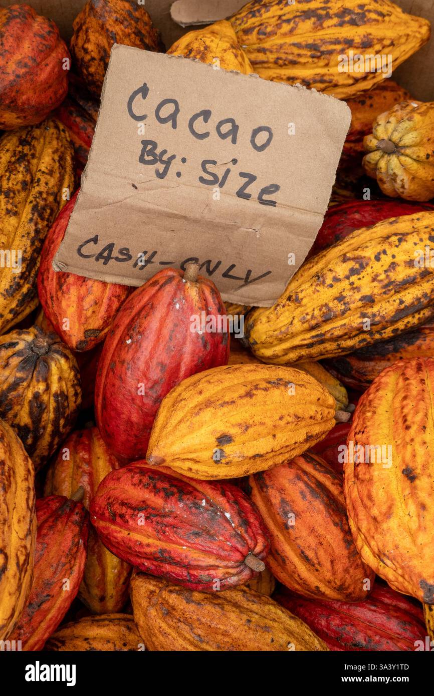 Baccelli di cacao hawaiani in vendita in Un mercato agricolo a Kailua-Kona Hawaii pronti per essere trasformati in foto di scorta di cioccolato Foto Stock