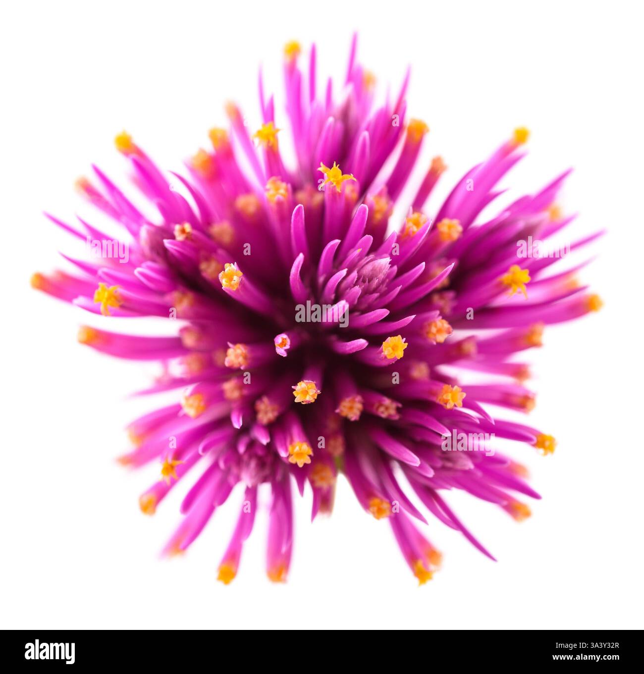 Fiori di amaranto globo isolati su sfondo bianco Foto Stock