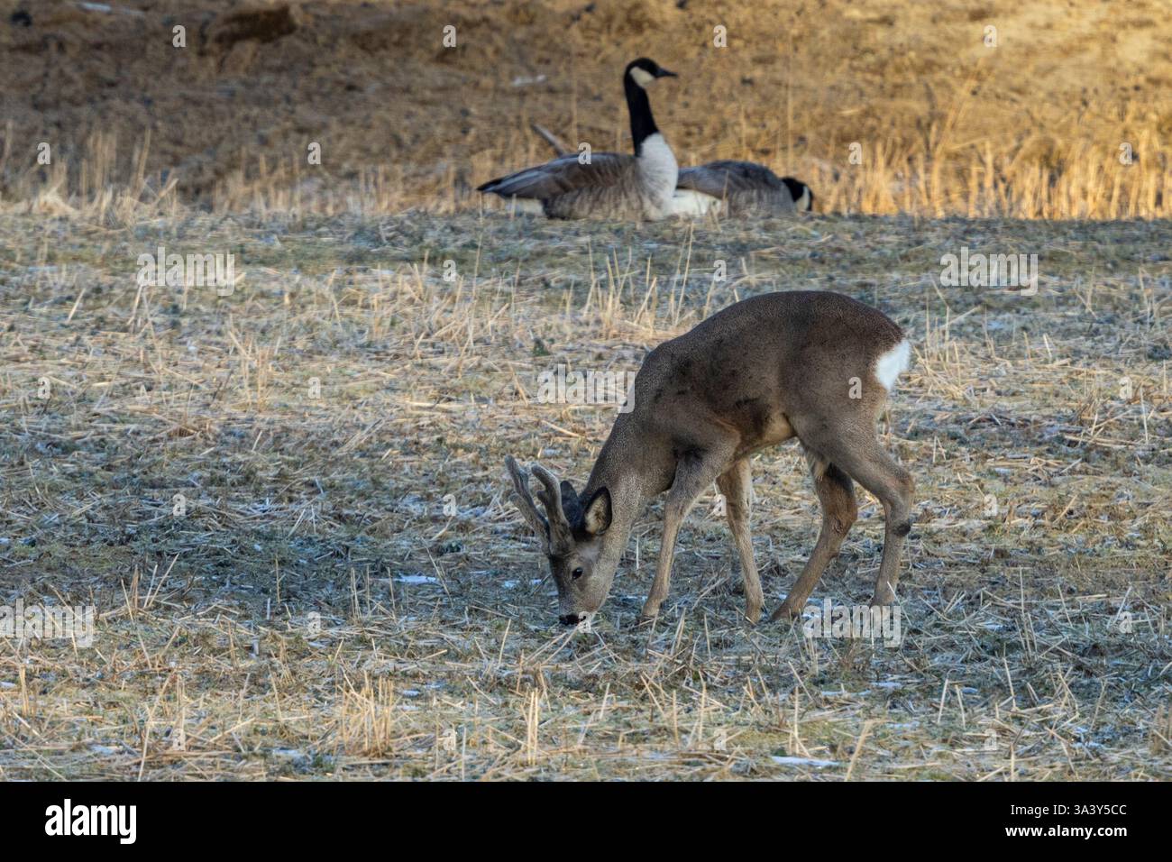 Roe Deer che si forgia in un campo con il canada Geeze Foto Stock