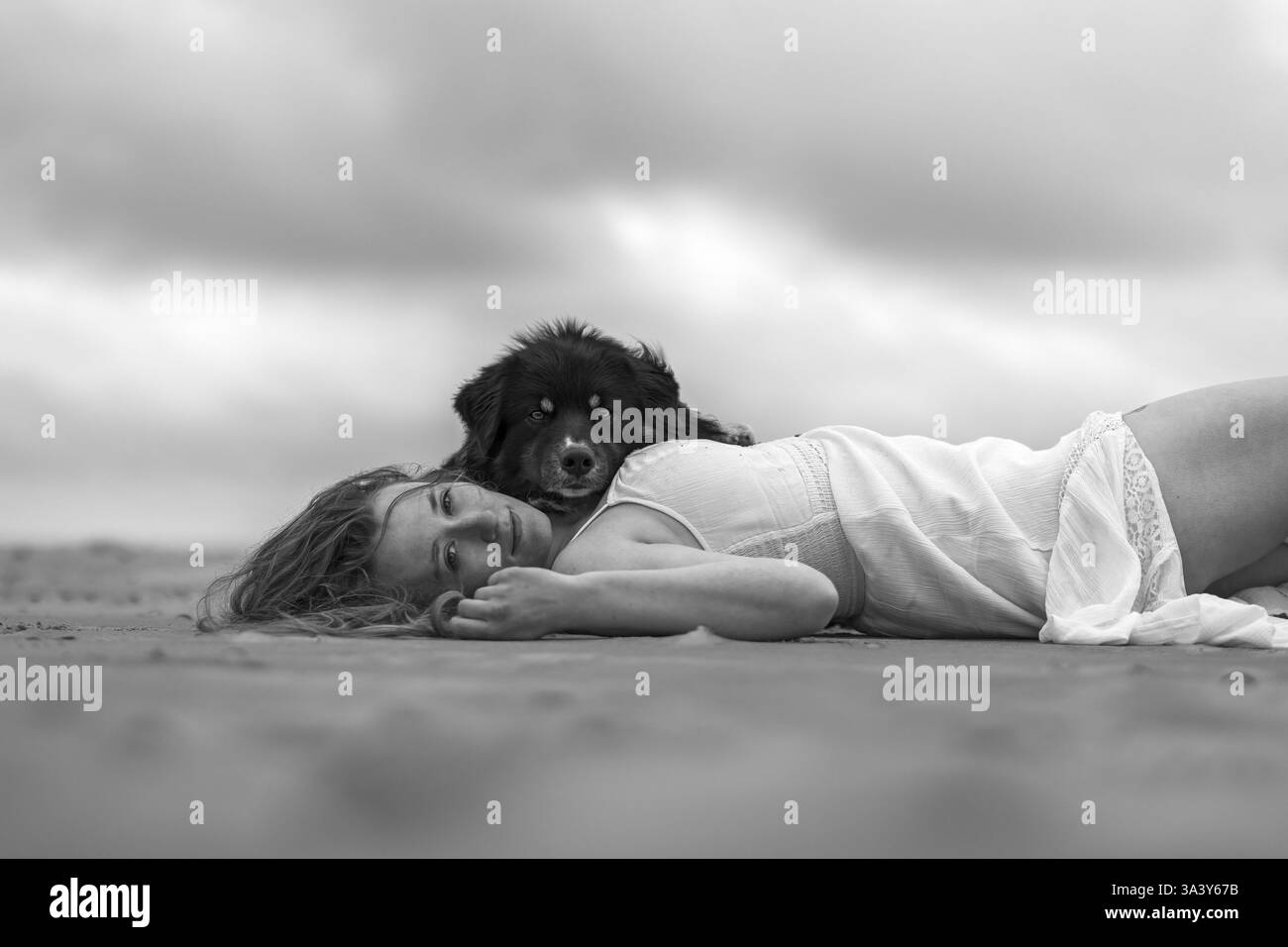 Pastore australiano Foto Stock