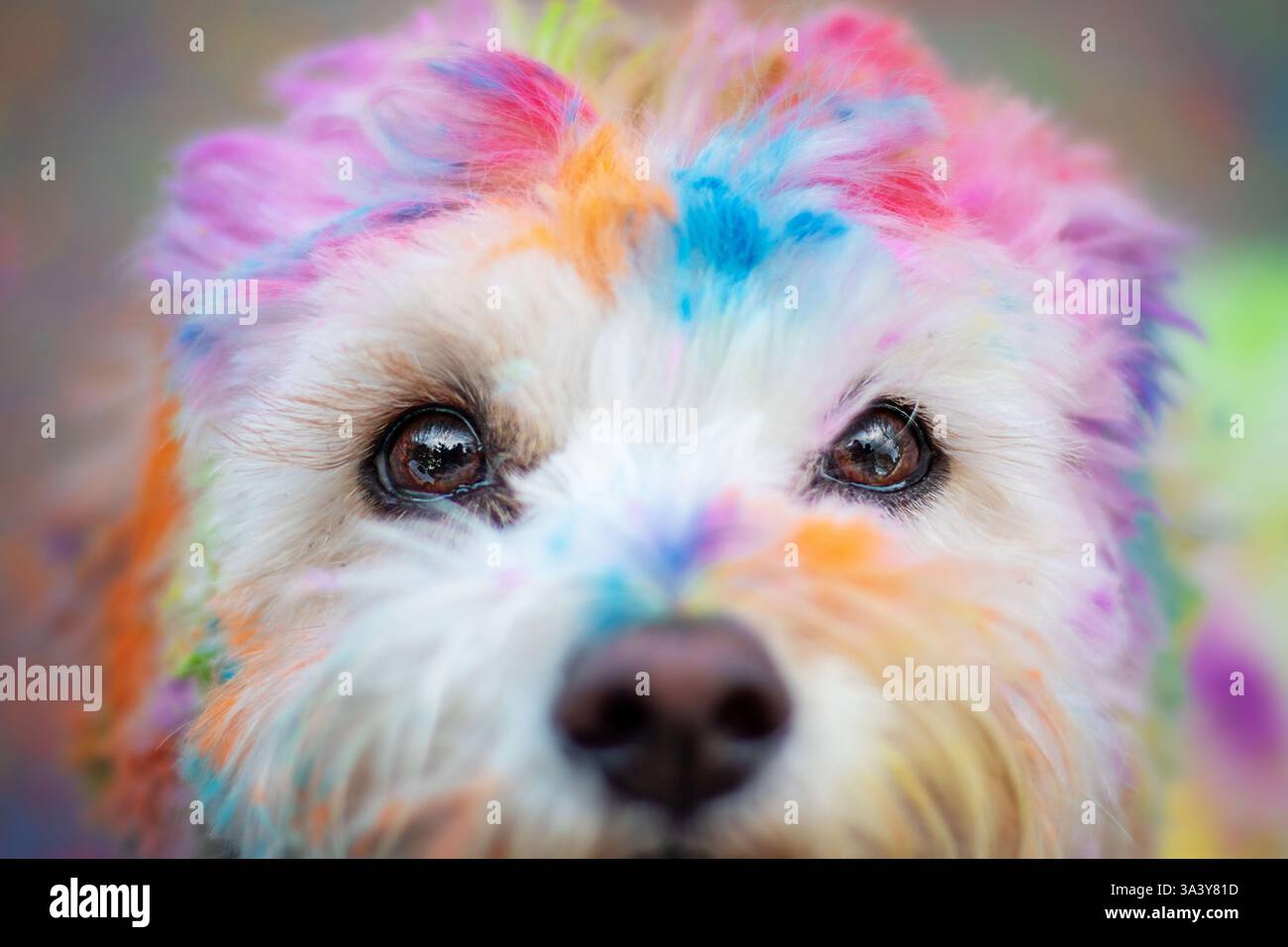 Maltese-Cavalier-King-Charles-Spaniel Foto Stock