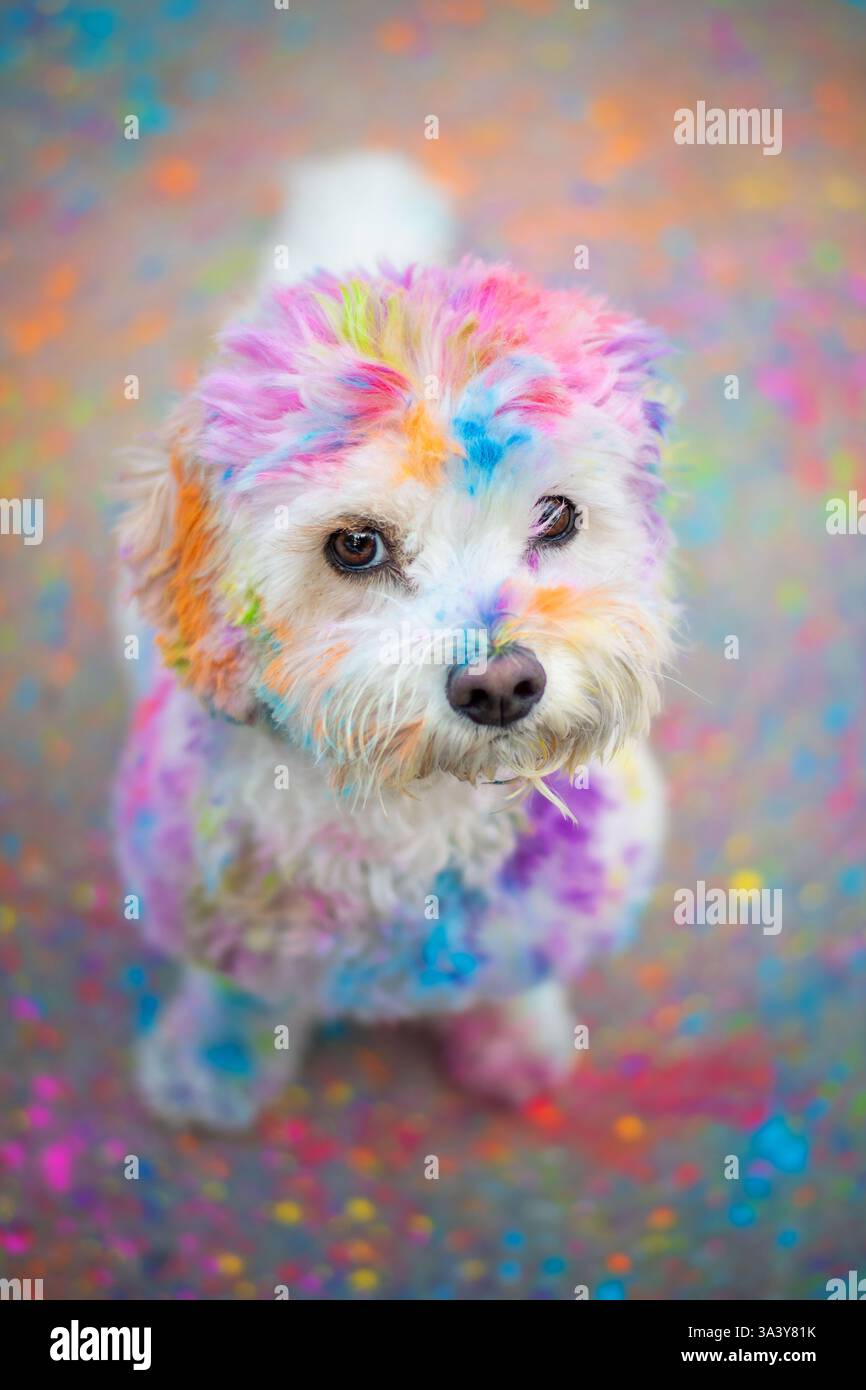 Maltese-Cavalier-King-Charles-Spaniel Foto Stock