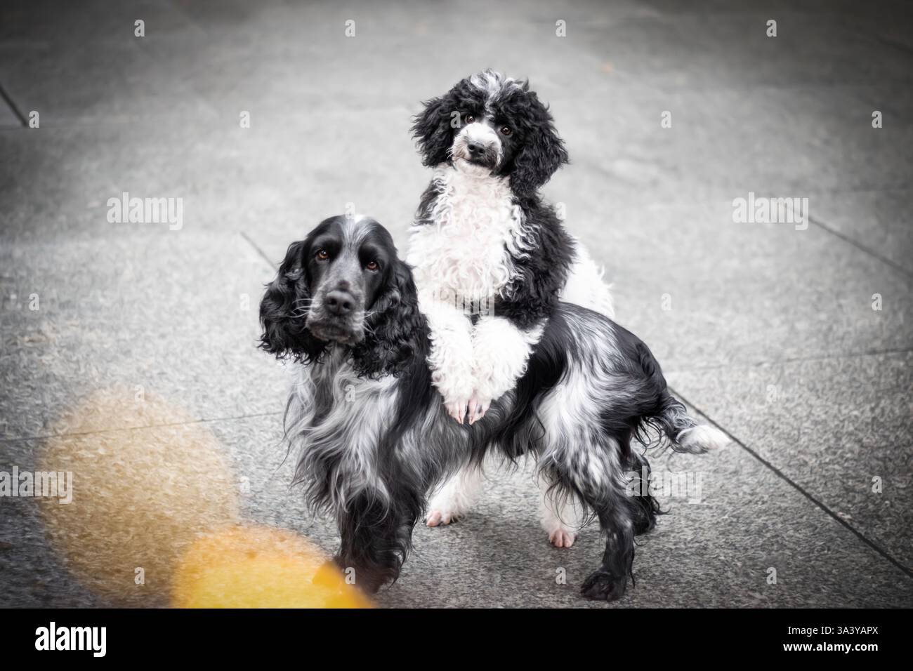 Cocker Spaniel inglese e Standard Poodle Foto Stock