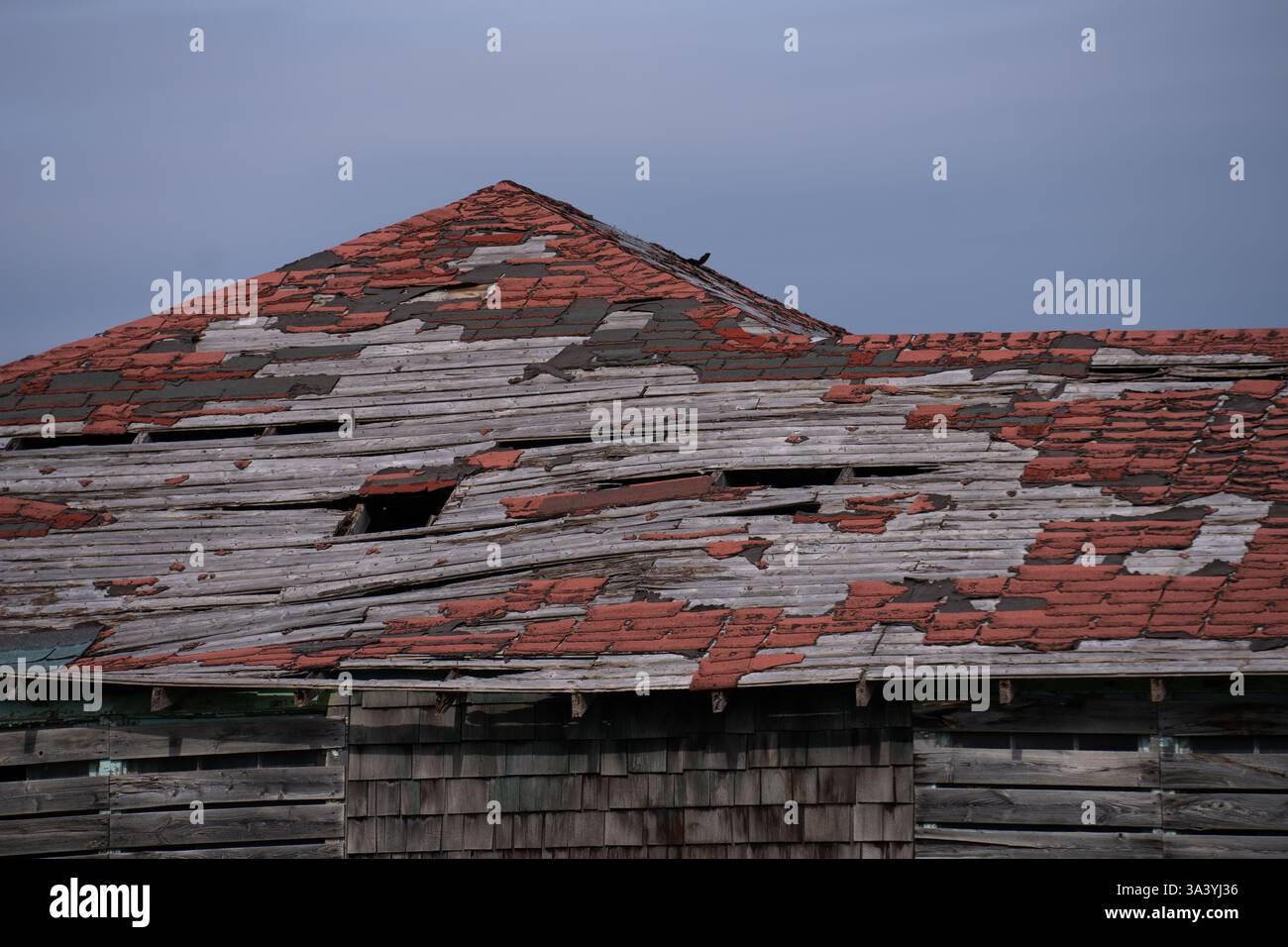 vecchio tetto con tegole in carta di catrame asfalto che necessita di un foro di riparazione nel tetto e nelle tegole e legno che marcisce in un edificio d'epoca o in un tetto a capanna che deve essere sostituito Foto Stock