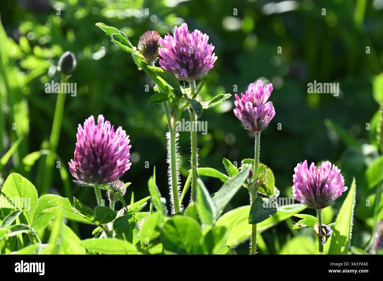 Fiori rosa estivi di trifoglio rosso / Trifolium pratense Scozia giugno Foto Stock