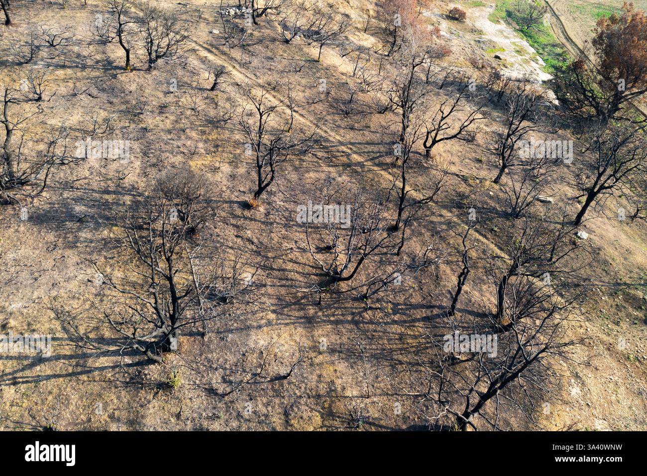 Incendi di alberi devastanti a legarda, navarra, spagna, causando danni ambientali Foto Stock