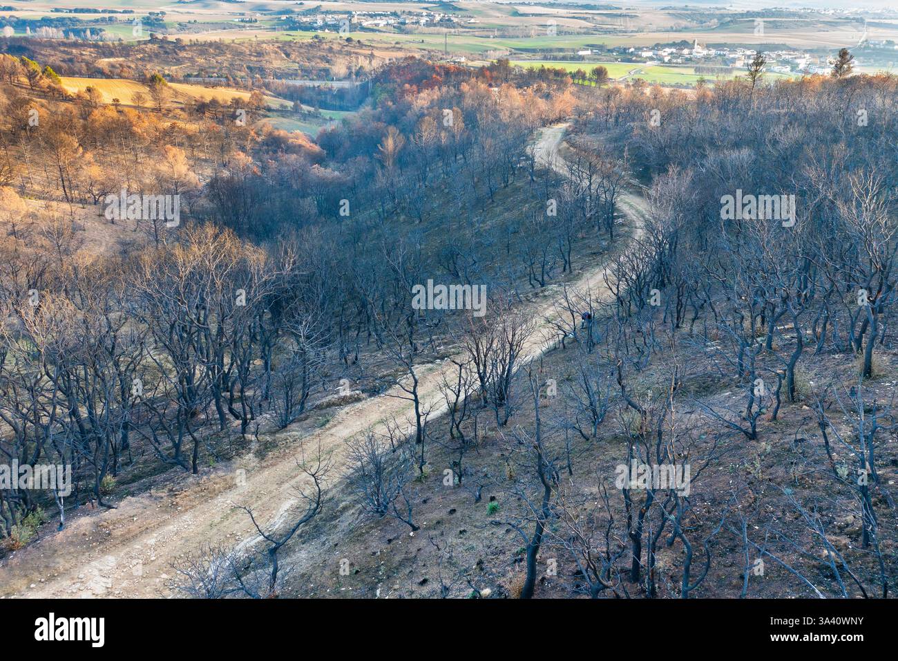Devastante incendio selvaggio che si diffonde nella foresta di legarda, navarra, spagna Foto Stock