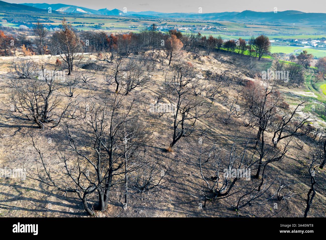 Incendi di alberi devastanti a legarda, navarra, spagna, causando danni ambientali Foto Stock