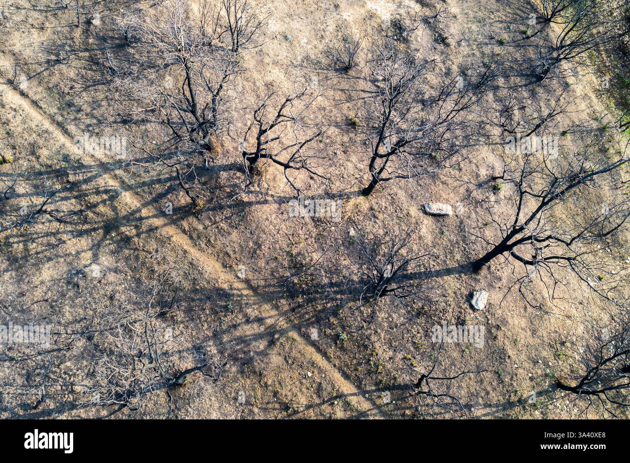 Devastanti incendi boschivi lasciano terra bruciata e alberi bruciati a legarda, navarra, spagna Foto Stock